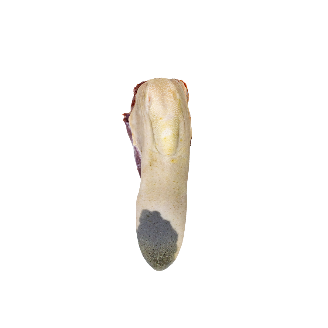 Lengua Pastura