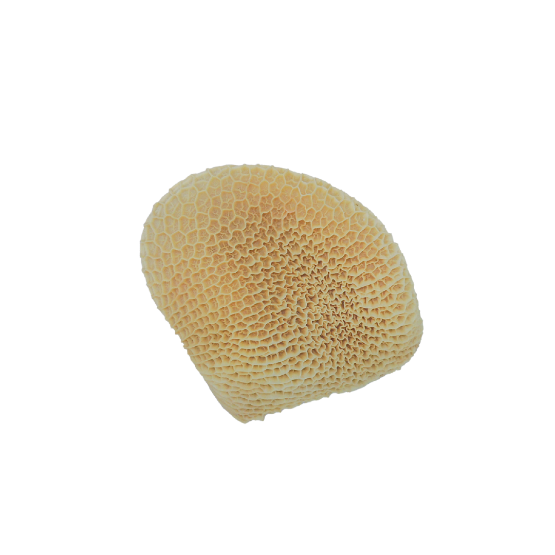 Mondongo pastura
